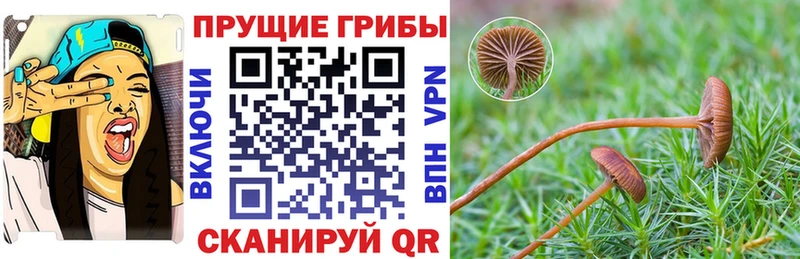 продажа наркотиков  Чистополь  Псилоцибиновые грибы ЛСД 